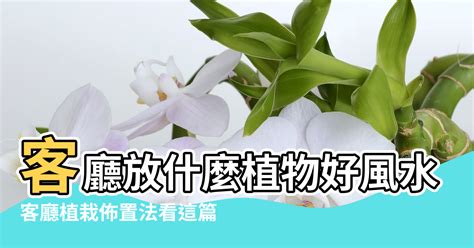 植物風水禁忌|盆栽 植栽風水禁忌 命理 植物 家裡的植物別亂種！命理。